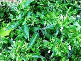 九头狮子草提取物