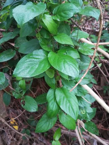 美味鸡屎藤粉的构成成分