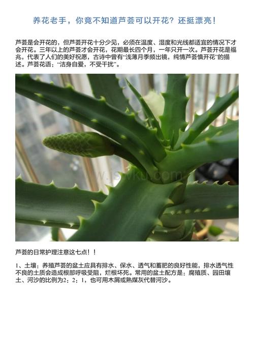 养花老手,你竟不知道芦荟可以开花?还挺漂亮!