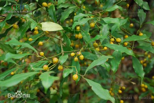 杜仲图片_百度百科