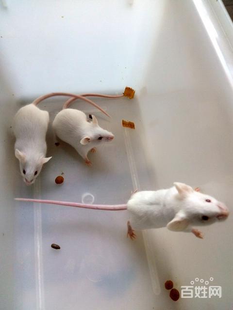 转让小白鼠四十几只,三十克以上,价格可议