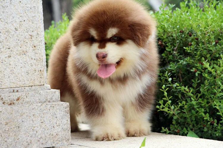 熊版纯种大骨架阿拉斯加犬赛级纯种熊版阿拉斯加犬