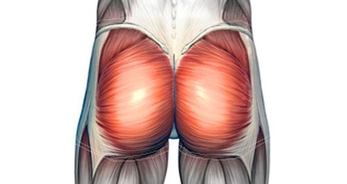 臀大肌(gluteus maximus)