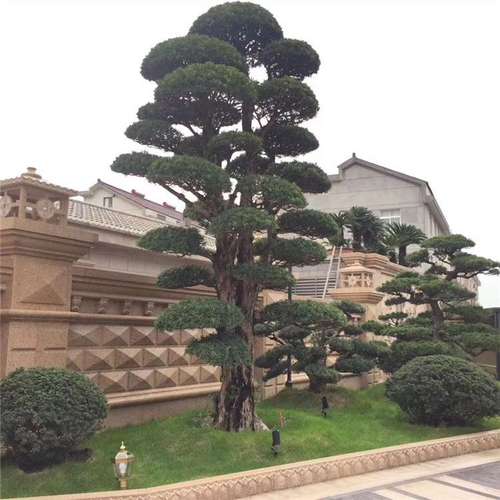 花园植物日本罗汉松