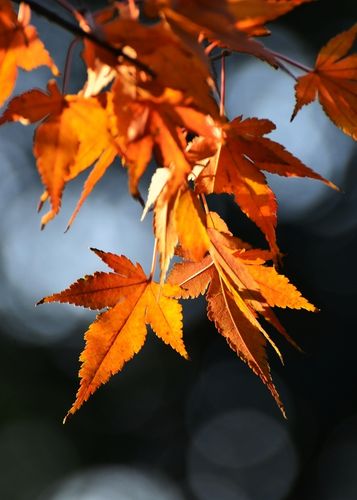 晩秋枫叶