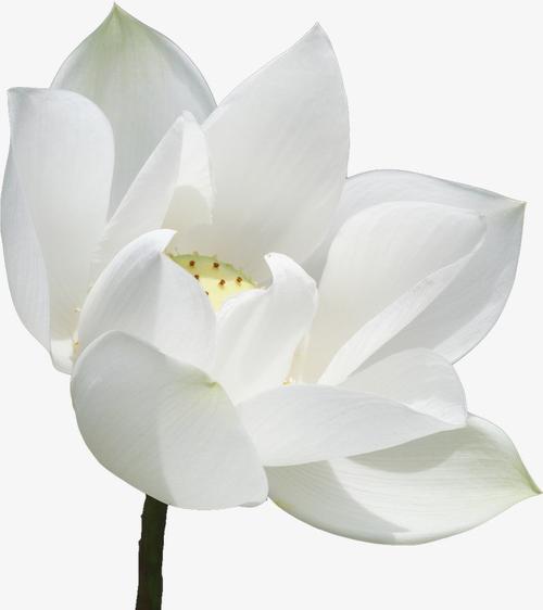 搜图中国提供独家原创白莲花下载,此素材图片已被下载190次,被收藏19
