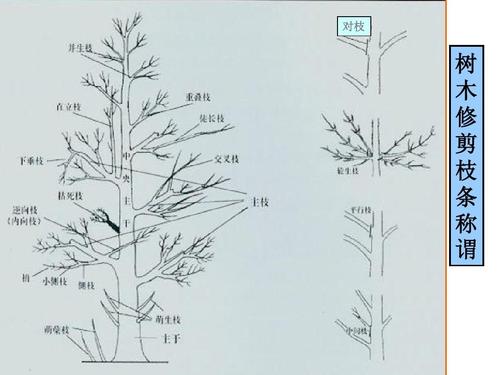 园林树木整形修剪理论与方法