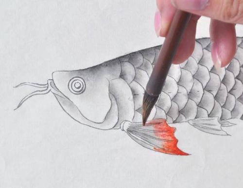 原创一步步学习工笔金龙鱼的画法及染色,简单易画