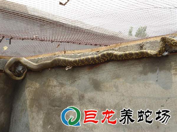 养蛇场室内地面