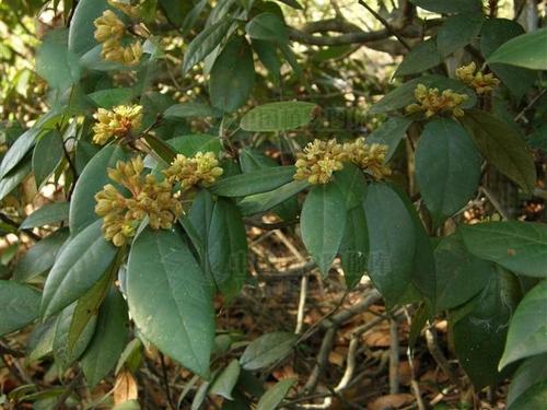 野枇杷,见过吗?化痰止咳,消肿止痛