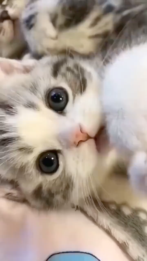 小猫咪卖萌合集治愈你一整天