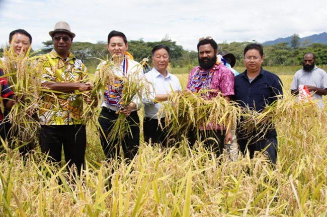 to eastern highlands of papua new guinea "juncao and upland rice