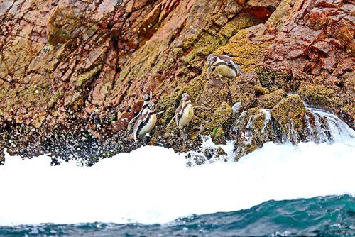 "飞禽王国"——秘鲁"鸟岛"