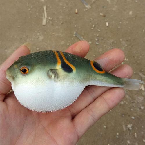 河豚活体宠物鱼气泡鱼狗头鱼鼓包鱼潜水艇冷水淡水观赏鱼弓斑河豚810