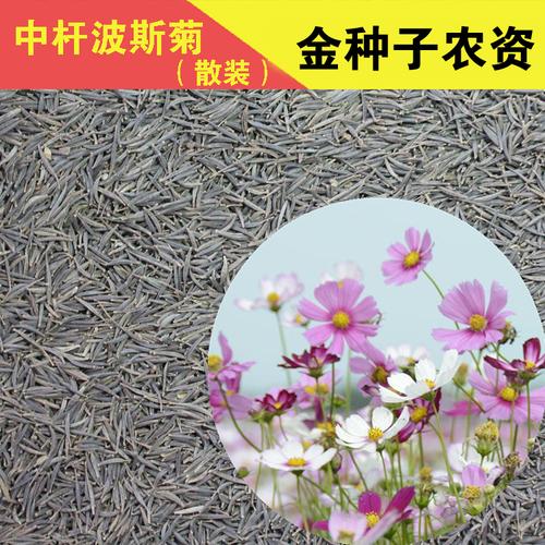 热销格桑花种子_花种子四季种大波斯菊种子盆栽花卉矮格桑花种子散装