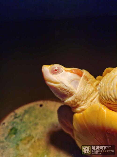 出5个金粉基因18年试蛋红眼变异巴西龟,3xxx元一斤,健康全品