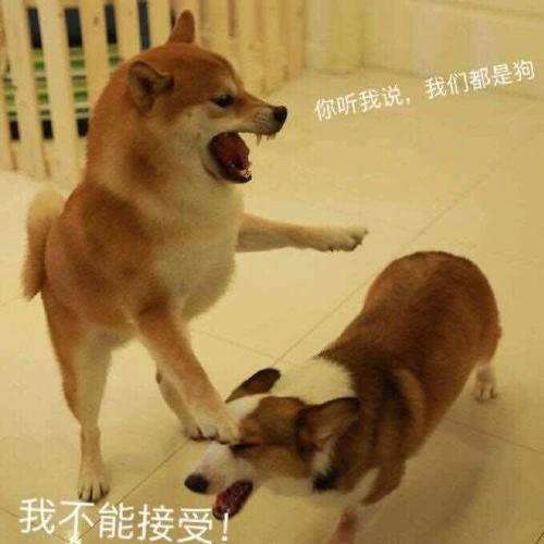 你听我说,我们都是狗我不能接受_接受_不能_我们表情