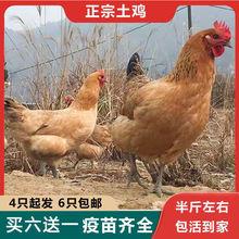 纯种巨型婆罗门鸡大体型梵天观赏鸡活鸡活苗活鸡仔婆罗门鸡受精蛋