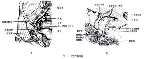 股疝
