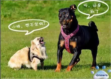 狗咬人赔偿标准新规定狗咬人的赔偿标准新规定