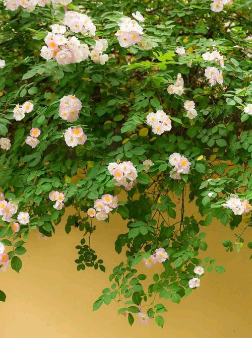 心有猛虎,细嗅蔷薇/美丽娇艳的蔷薇花手绘过程,一起来