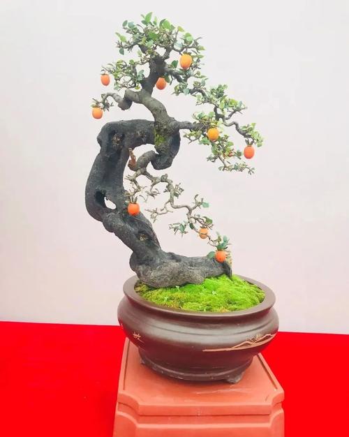 金弹子好看也好栽,盆景人不可不选的素材