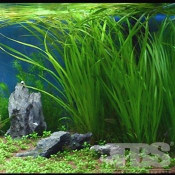 小水兰造景之二