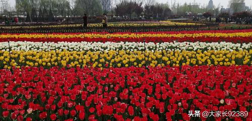 江苏大丰荷兰花海景区