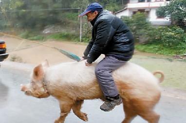 重庆大爷 骑猪上街
