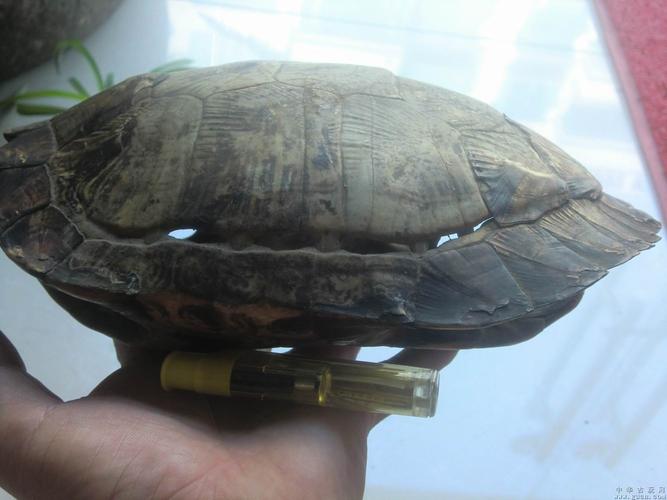 【有些年头的千年龟壳】