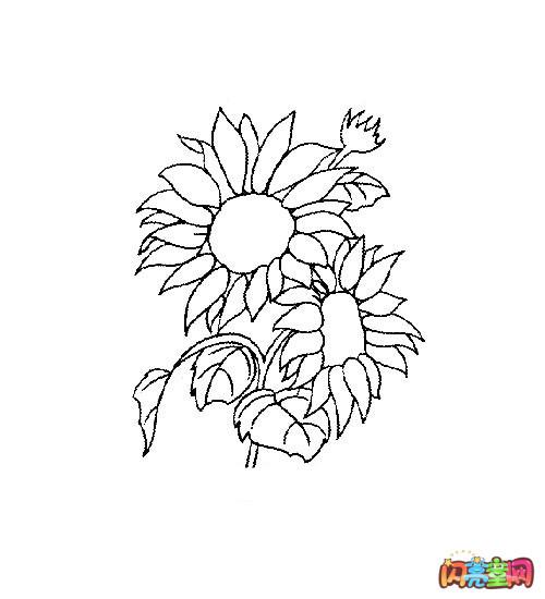 简笔画向日葵的画法