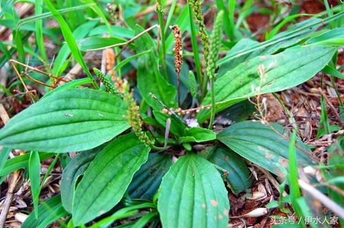 85岁的老人用一种草药熬水当茶喝,控制糖尿病