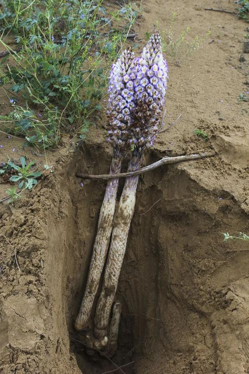 ma或管花肉苁蓉cistanche tubulosa(schenk)wight的干燥带鳞叶的肉质