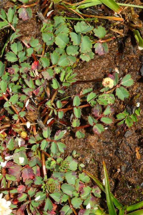 补血调经,月经不调,不孕症,痛经,地榆