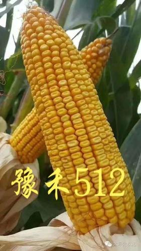 以稀植大穗,包头严,抗病耐旱等优点集中一身的豫禾512,即将开启黄淮海
