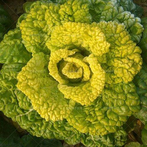 抗寒耐冻菊花菜黄心乌黄芽青菜种籽春秋四季播大田盆栽蔬菜种孑子