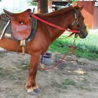 微信枣红马头像图片【点击鼠标右键下载】