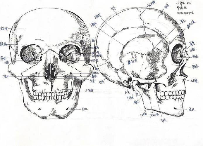 厉害了快来围观江中医手绘解剖图