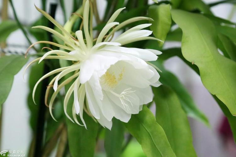 【昙花一现 只为韦陀】