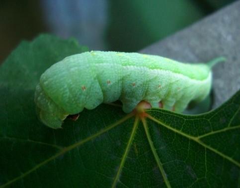包括葡萄透翅蛾,葡萄虎蛾,葡萄天蛾等几种害虫的幼虫,是寄生在葡萄