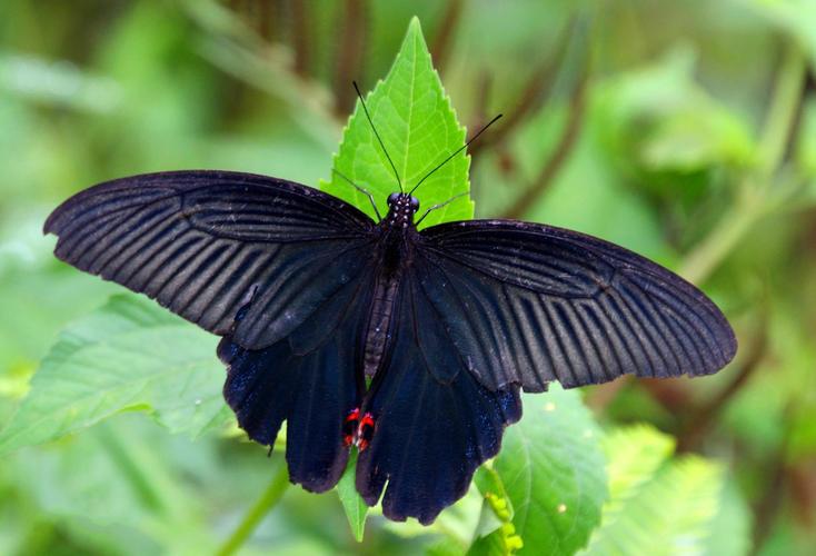 蓝凤蝶图片 凤蝶图片 蝴蝶图片