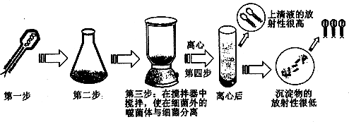 (3)1952年,赫尔希和蔡斯利用同位素标记完成了噬菌体侵染细菌的实验
