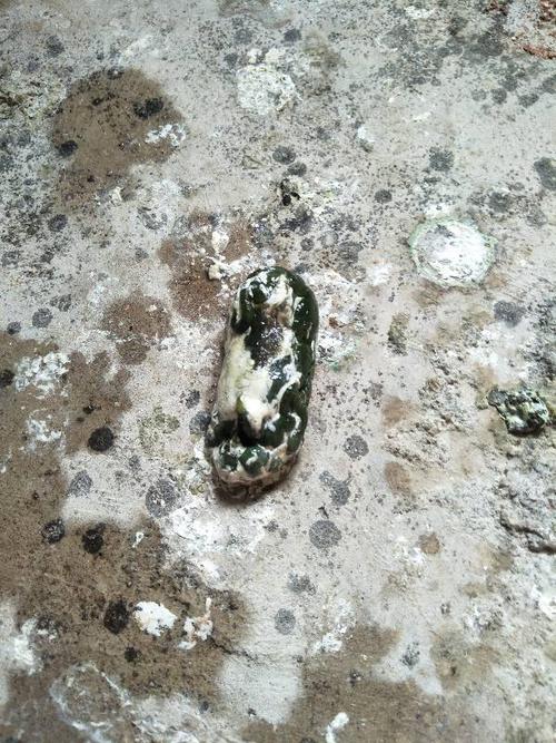 鸽子粪便是鸽子生病了吗,是什么病 该怎么治疗与预防?