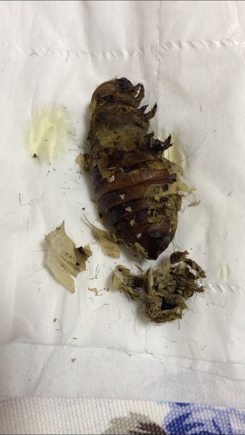 柞蚕变成小神仙