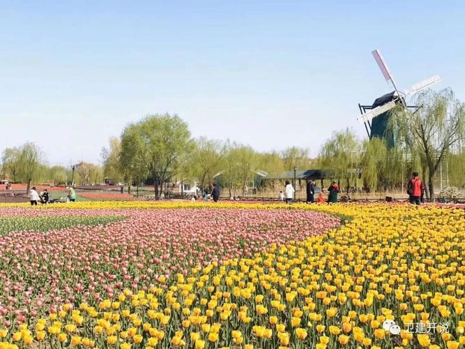 滨州秦皇河公园郁金香开了!