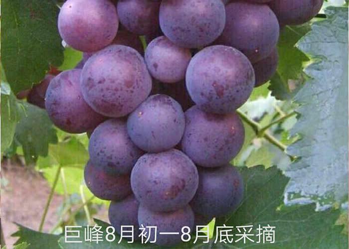 巨峰葡萄败花严重,坐果率低,果穗松散,重摘心可以提高巨峰葡萄坐果率