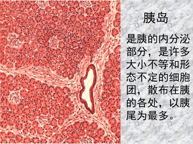 系解本科课件第八版2015胰岛ppt4页