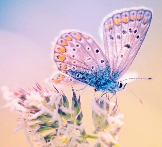 蓝蝴蝶