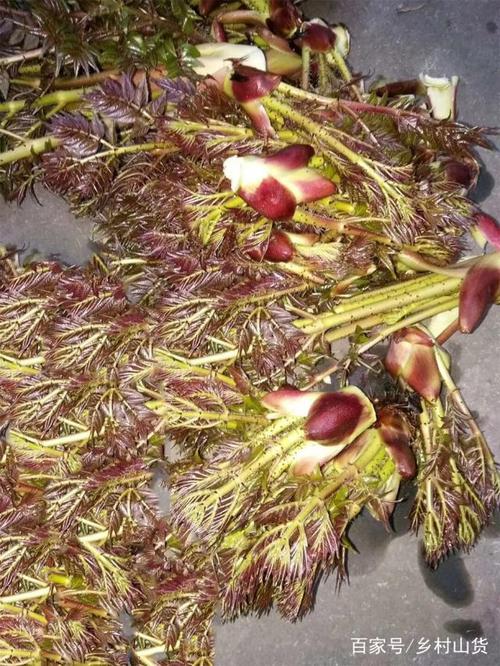 刺芽菜,纯天然野生绿色植物,滋补身体,祛风止痛