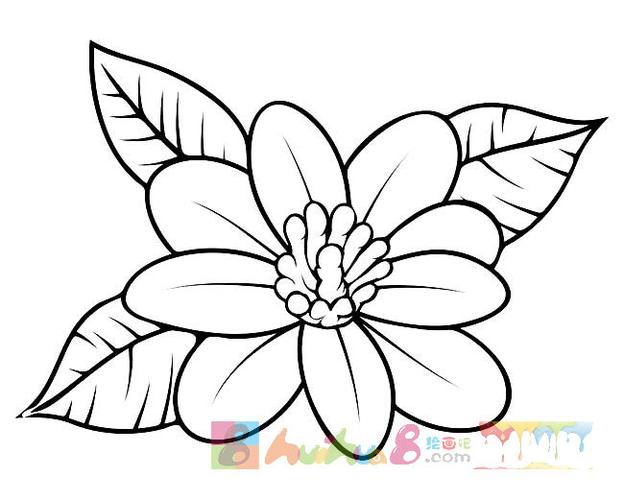 花朵的简笔画图片大全